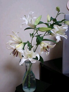 百合.jpg